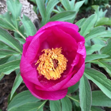 Peony