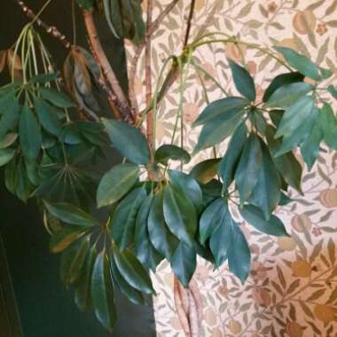 Schefflera arboricola