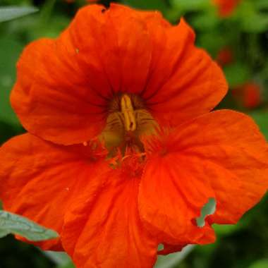 Nasturtium 'Whirlybird Orange'