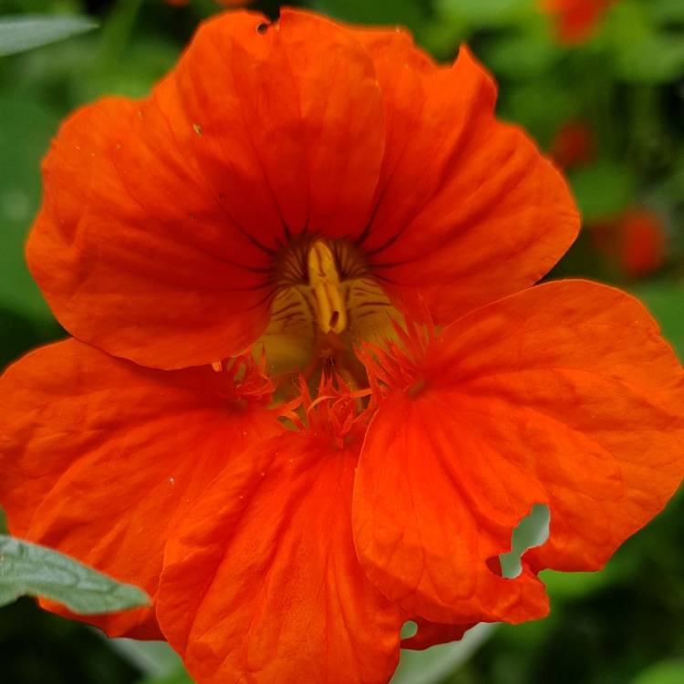 plant image 1350300
