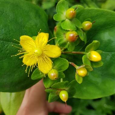 Hypericum