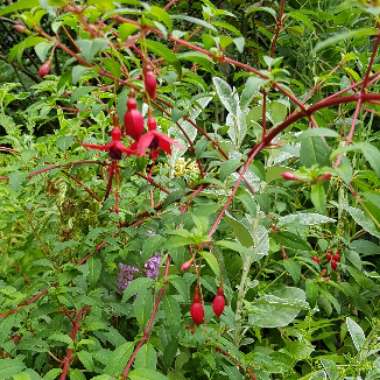 Fuchsia 'Magellanica'