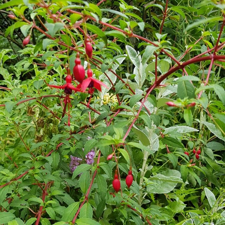plant image 1350310