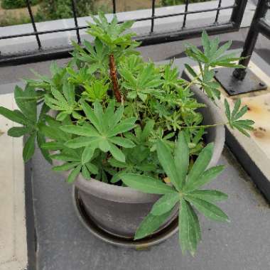 Agustina's garden