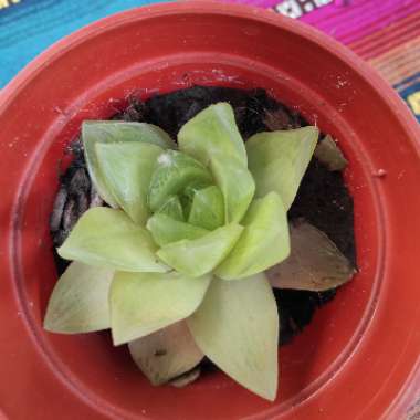 Haworthia 'Cathedral Window'