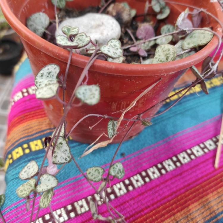 plant image 1431601