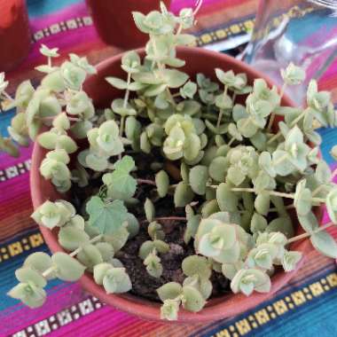 Crassula 'Tom Thumb'