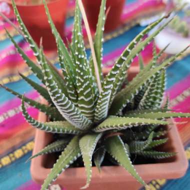 Haworthia 'Zebra'