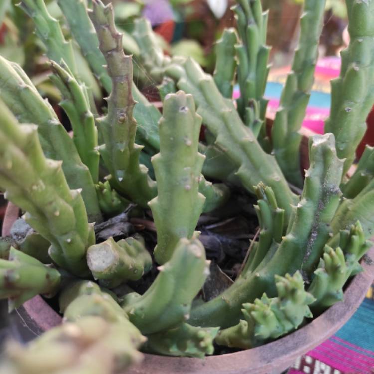 plant image 1431607