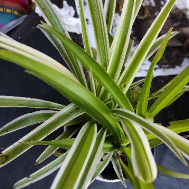 Spider Plant 'Vittatum'