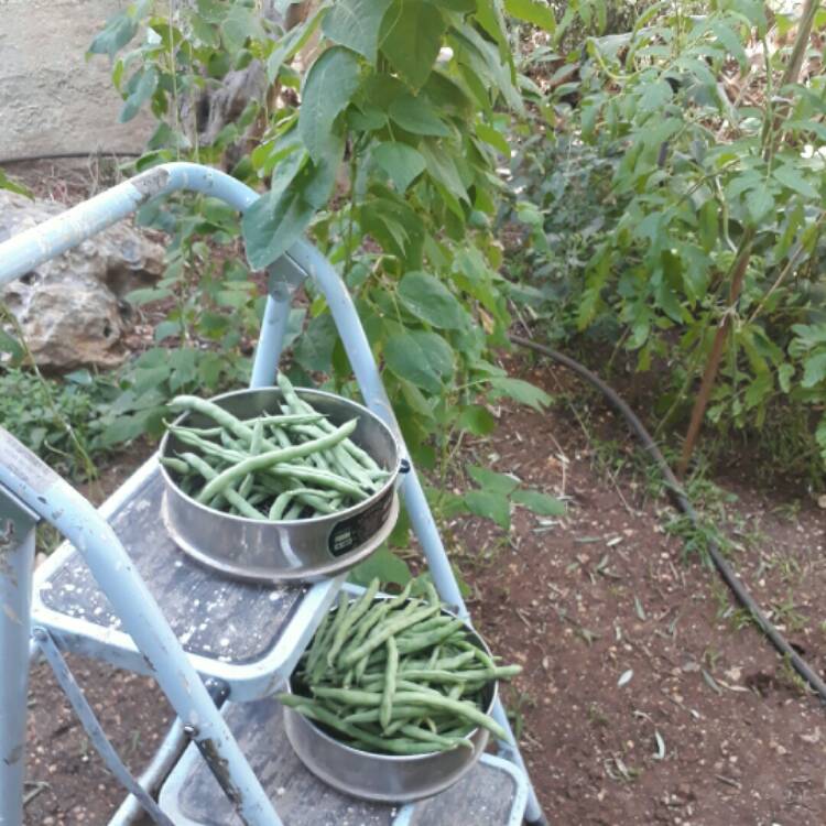 Plant image Phaseolus vulgaris 'Rattlesnake'