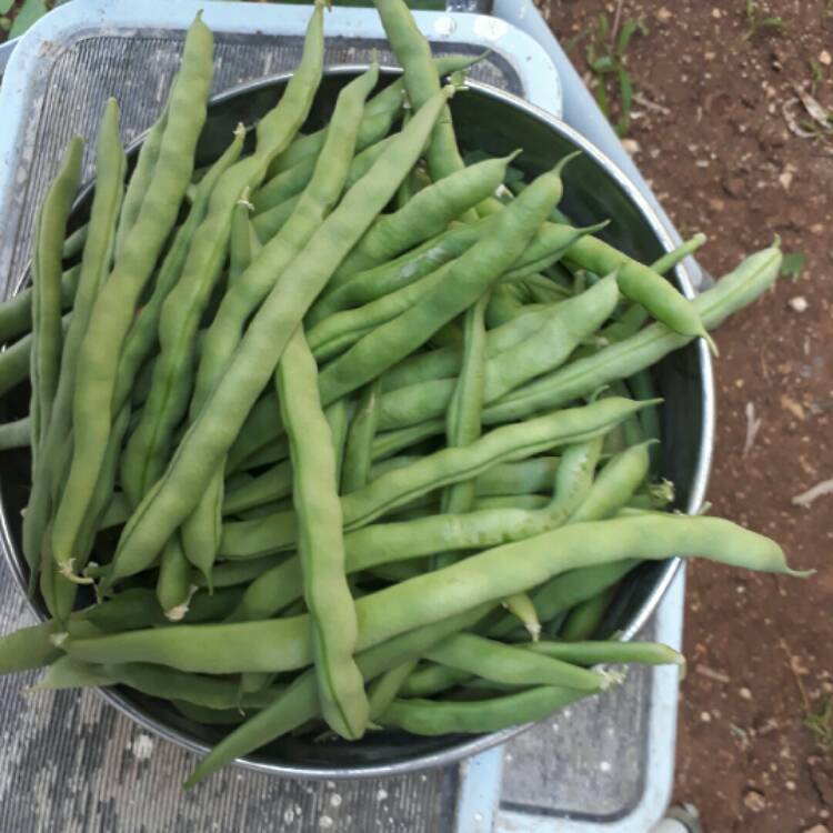 Plant image Phaseolus vulgaris 'Rattlesnake'