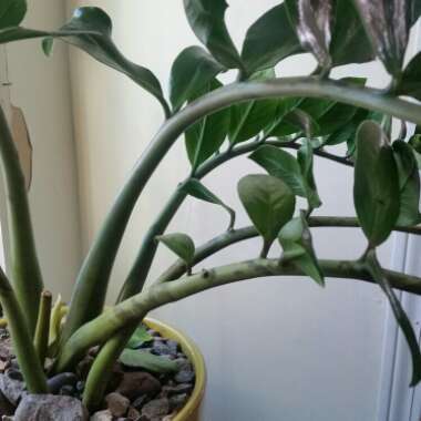 ZZ Plant