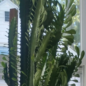 Adelyn's garden