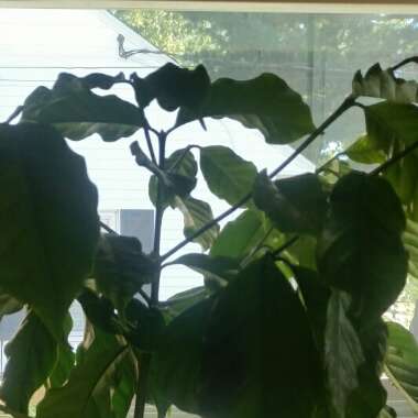Arabica Coffee Tree