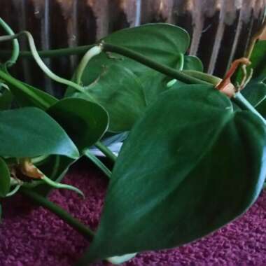 Heartleaf Philodendron