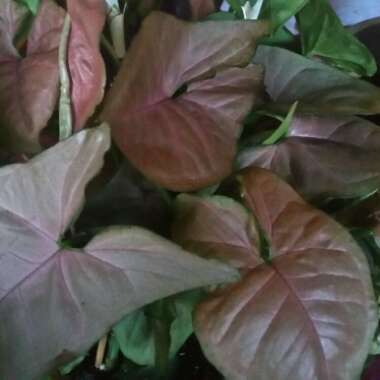 Arrowhead Vine