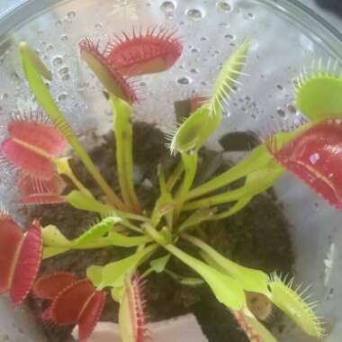 Venus Fly Trap