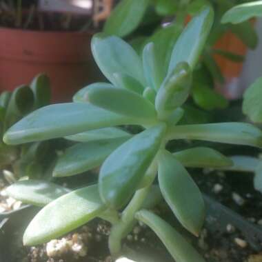 Adelyn's garden