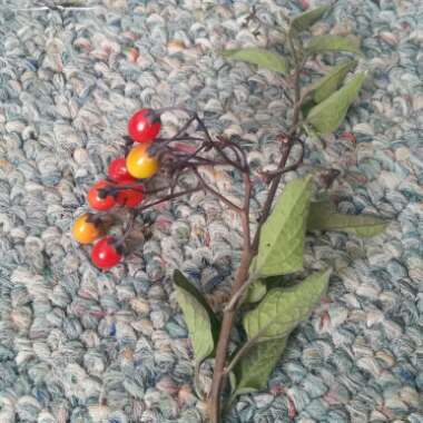 Adelyn's garden
