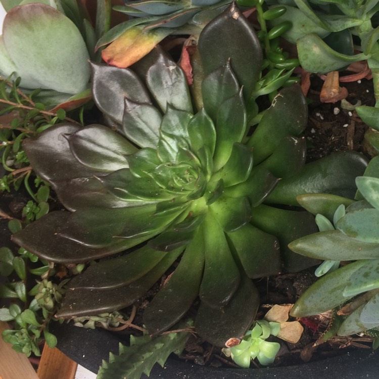 plant image 458110