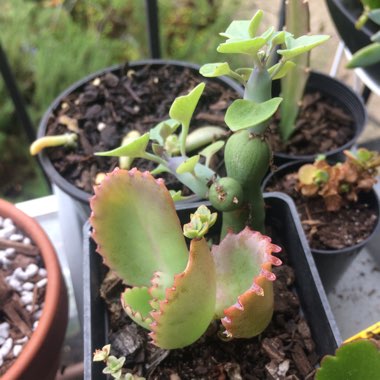 Mother of Thousands