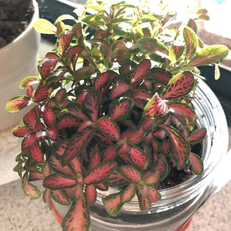 Plant image Fittonia agyroneura 'Mini Red Vein'