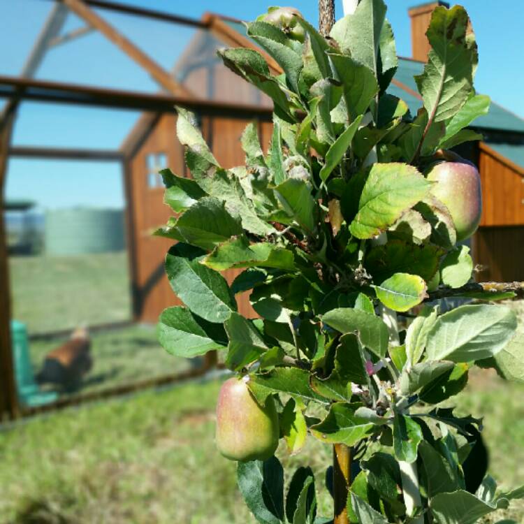 plant image 252598