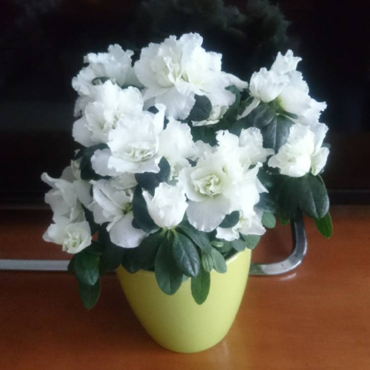 Plant image Rhododendron 'Belgian Hybrids'