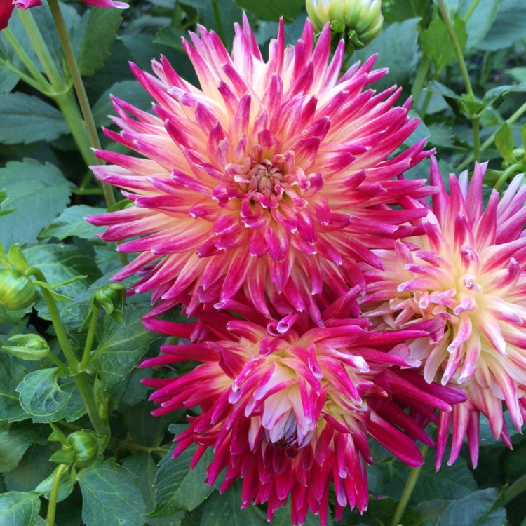 Plant image Dahlia 'Tahiti Sunrise'
