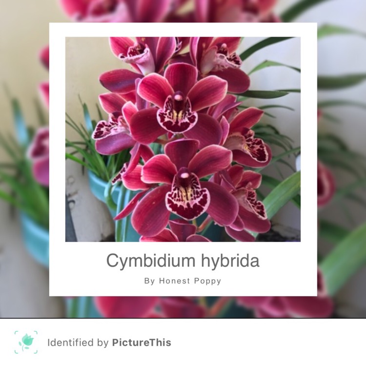 Plant image Cymbidium Plemont gx 'Mont Millais'