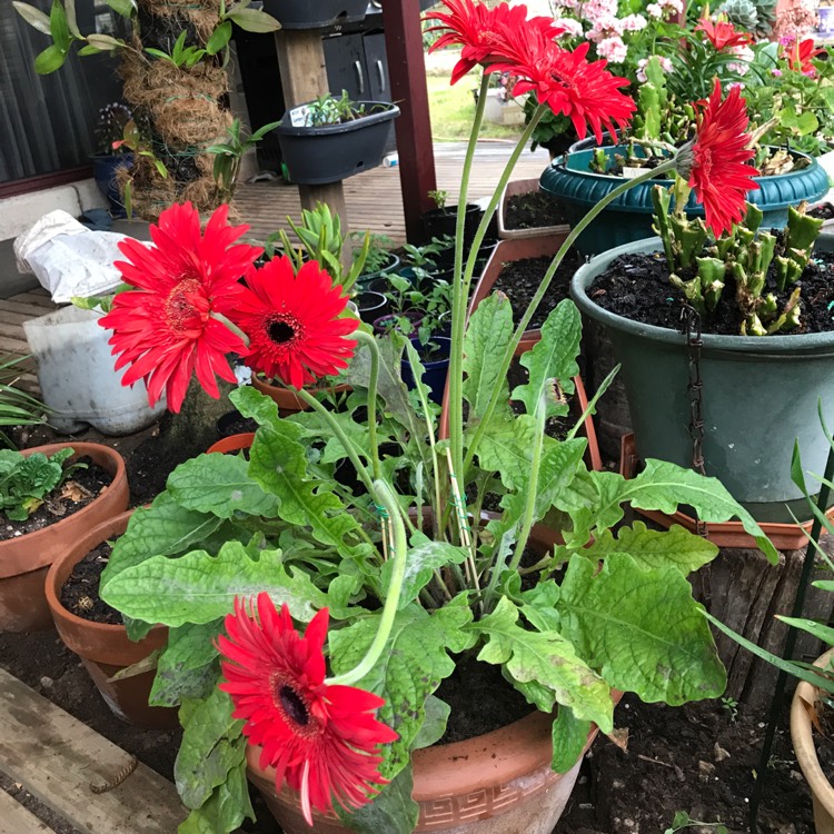 plant image 581940