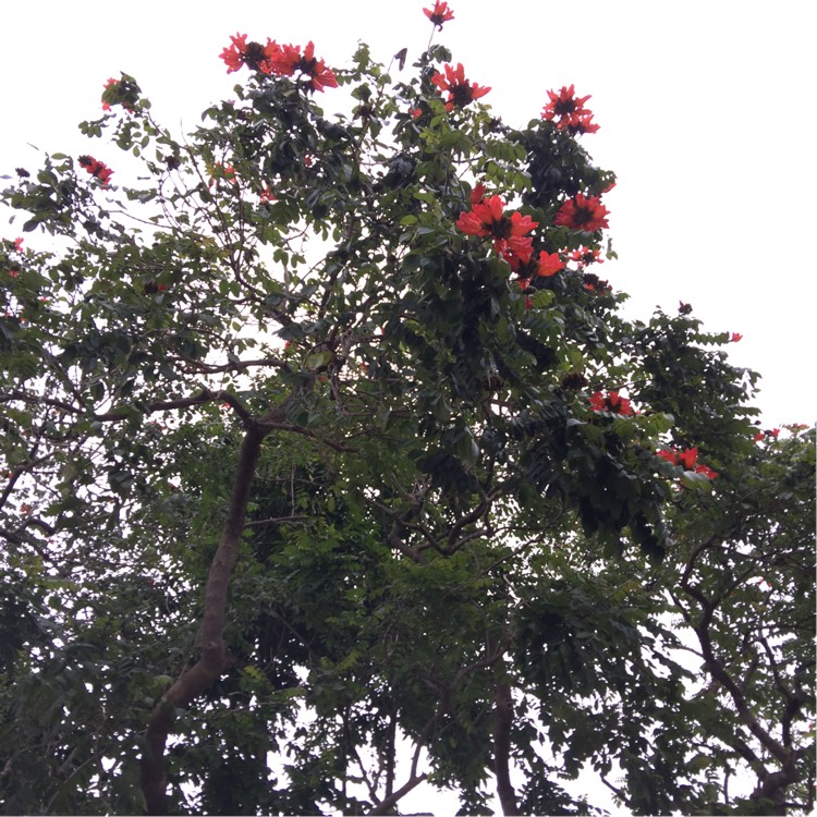 Plant image Spathodea campanulata