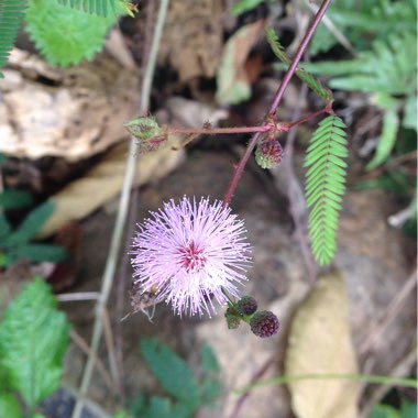 Mimosa pudica