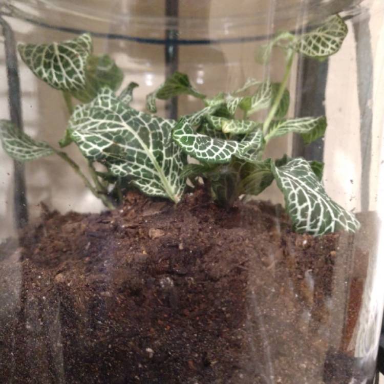 Plant image Fittonia argyroneura 'White Anne'