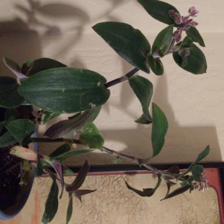 Plant image Tradescantia chrysophylla 'Baby Bunny Bellies'