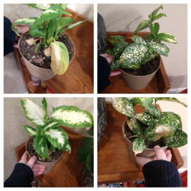 Dieffenbachia