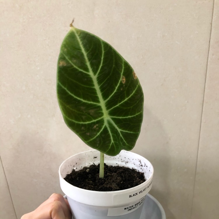Plant image Alocasia 'Black Velvet'