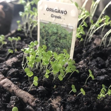 Origanum Vulgare