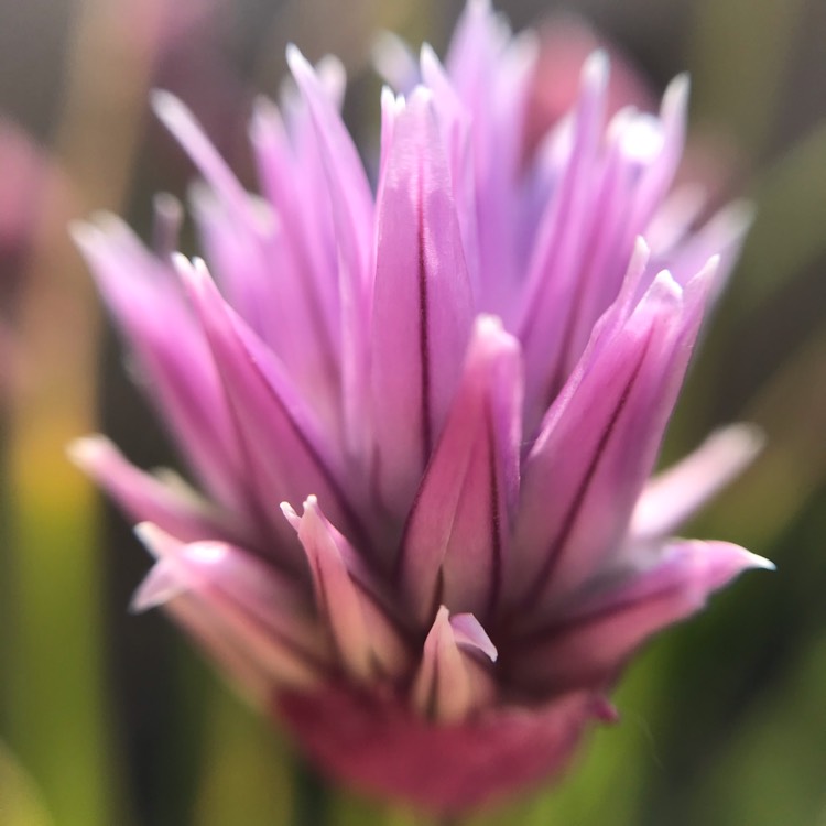 plant image 1286883