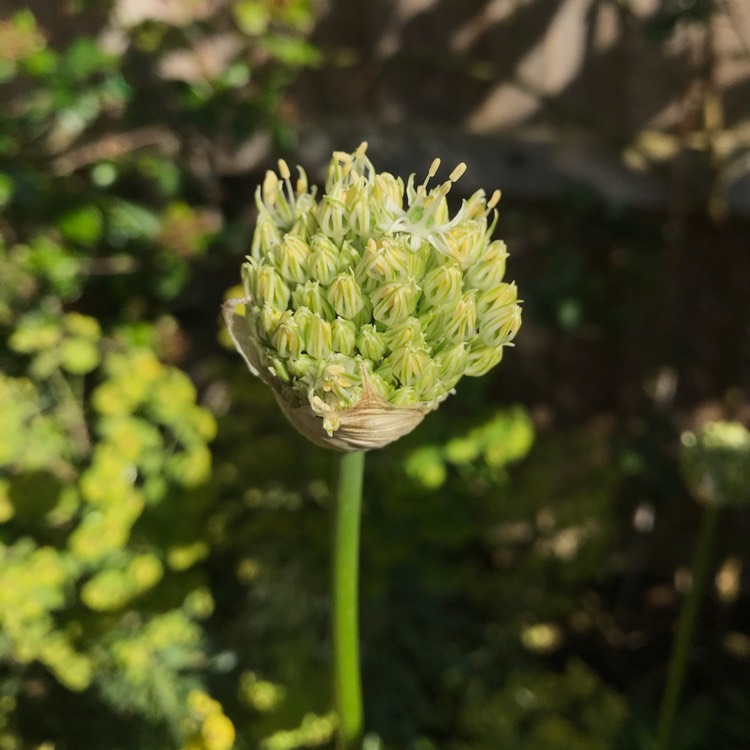 plant image 1290014
