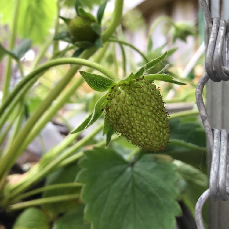 Plant image Fragaria x ananassa 'Symphony'