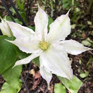 Clematis 'Gladys Picard'