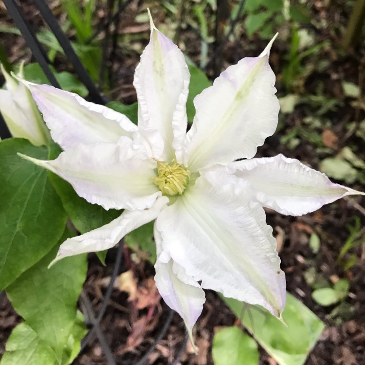 plant image 1302472