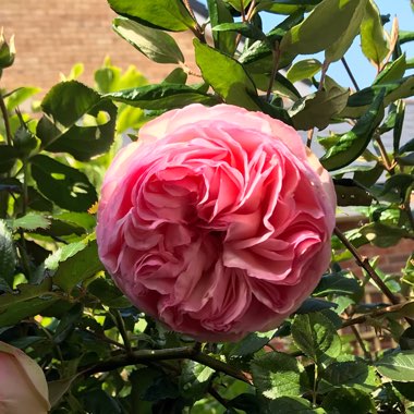 Rosa 'Ausjosiah' syn. Rosa 'The Wedgwood Rose'