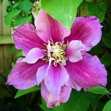 Clematis 'Piilu'