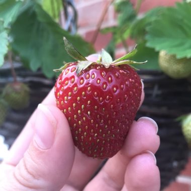 Fragaria x ananassa 'Symphony'