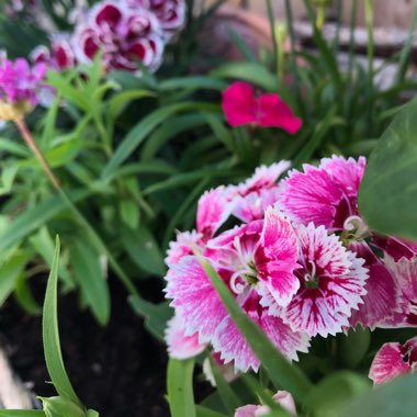 Dianthus barbatus
