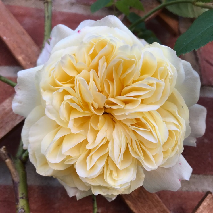 plant image 1325459