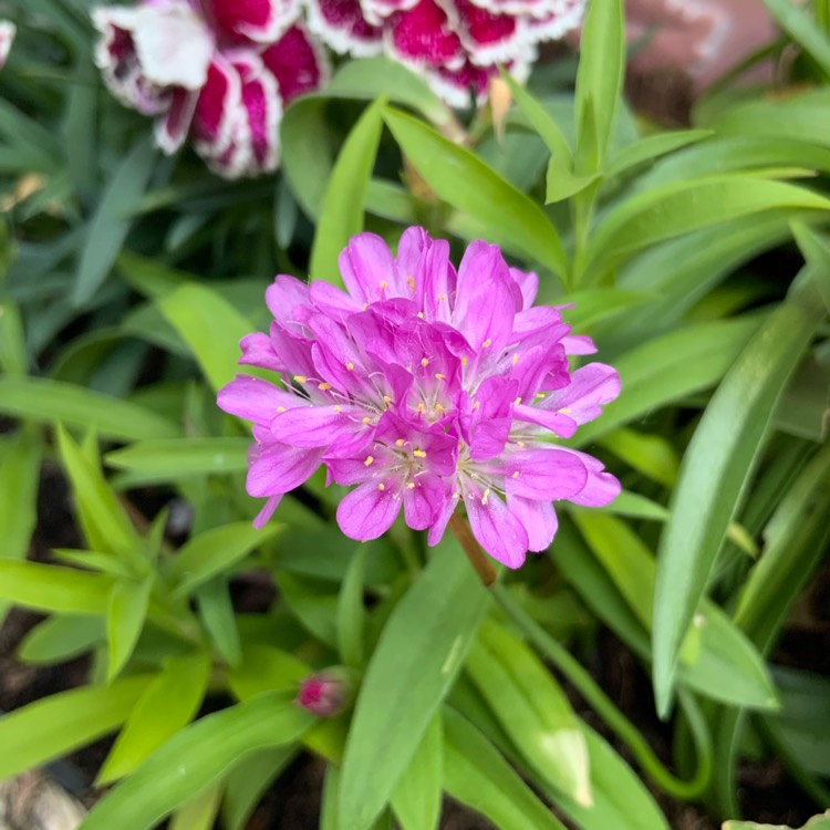plant image 1325471